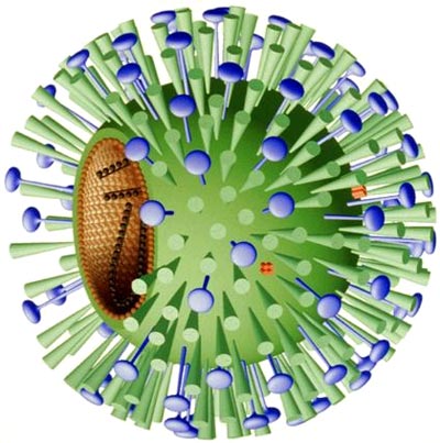nfluenza-virus